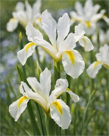 {{photo.Alt || photo.Description || 'Ирис reticulata Louise'}}