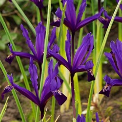 {{photo.Alt || photo.Description || 'Ирис reticulata Pauline'}}