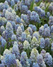 {{photo.Alt || photo.Description || 'Мускари armeniacum Nature's Beauty'}}