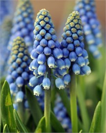 {{photo.Alt || photo.Description || 'Мускари aucheri Blue Magic'}}