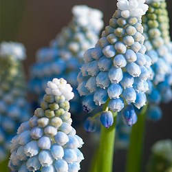 {{photo.Alt || photo.Description || 'Мускари aucheri Ocean Magic'}}