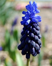{{photo.Alt || photo.Description || 'Мускари latifolium'}}