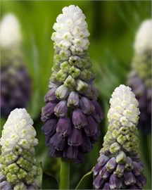 {{photo.Alt || photo.Description || 'Мускари latifolium Grape Ice'}}
