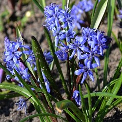 {{photo.Alt || photo.Description || 'Сцилла bifolia'}}