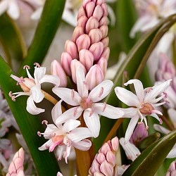 {{photo.Alt || photo.Description || 'Сцилла bifolia Rosea'}}