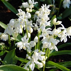 {{photo.Alt || photo.Description || 'Сцилла siberica Alba'}}