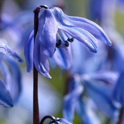{{photo.Alt || photo.Description || 'Сцилла siberica Spring Beauty'}}