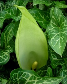 {{photo.Alt || photo.Description || 'Аронник maculatum'}}