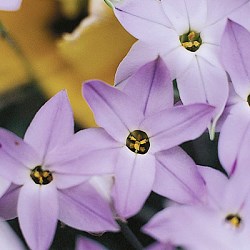 {{photo.Alt || photo.Description || 'Ифейон uniflorum Wisley Blue'}}