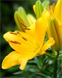 {{photo.Alt || photo.Description || 'Лилия Geel/ Yellow'}}
