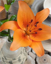 {{photo.Alt || photo.Description || 'Лилия Oranje/ Orange'}}
