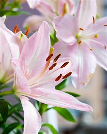 {{photo.Alt || photo.Description || 'Лилия Roze/ Pink'}}