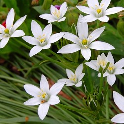 {{photo.Alt || photo.Description || 'Птицемлечник umbellatum'}}