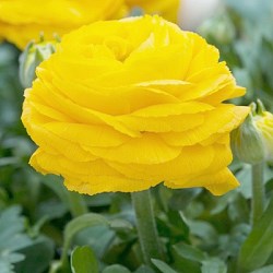 {{photo.Alt || photo.Description || 'Ранункулюс Geel/ Yellow'}}