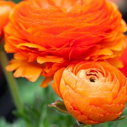 {{photo.Alt || photo.Description || 'Ранункулюс Oranje/ Orange'}}