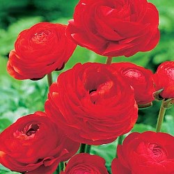 {{photo.Alt || photo.Description || 'Ранункулюс Rood/ Red'}}