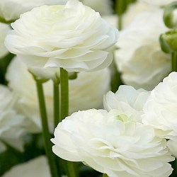 {{photo.Alt || photo.Description || 'Ранункулюс Wit/ White'}}