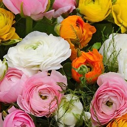 {{photo.Alt || photo.Description || 'Ранункулюс Mix'}}