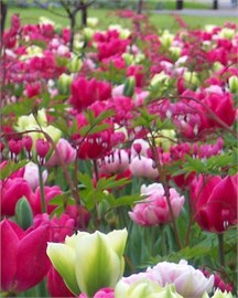 {{photo.Alt || photo.Description || 'Комбинация Amore'}}