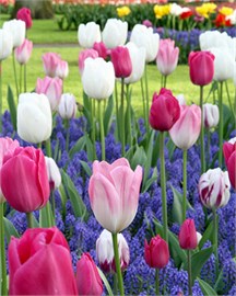 {{photo.Alt || photo.Description || 'Комбинация Dancing Tulips'}}