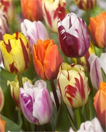 {{photo.Alt || photo.Description || 'Комбинация Flaming Beauty Mix'}}