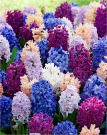 {{photo.Alt || photo.Description || 'Комбинация Irresistible Fragance'}}