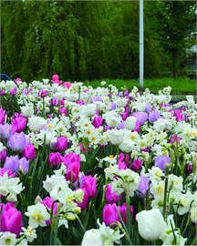 {{photo.Alt || photo.Description || 'Комбинация Massive Spring'}}