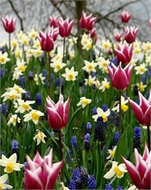 {{photo.Alt || photo.Description || 'Комбинация Palette of Spring'}}