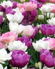 {{photo.Alt || photo.Description || 'Комбинация Peaceful Pastels'}}