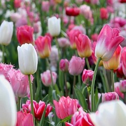 {{photo.Alt || photo.Description || 'Комбинация Pinks and a Touch of White'}}