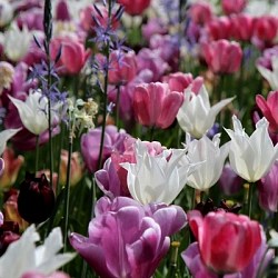 {{photo.Alt || photo.Description || 'Комбинация Pure and Pastel'}}