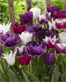 {{photo.Alt || photo.Description || 'Комбинация Purple Punch'}}