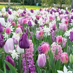 {{photo.Alt || photo.Description || 'Комбинация Purplish'}}