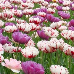 {{photo.Alt || photo.Description || 'Комбинация Spring Peonies'}}