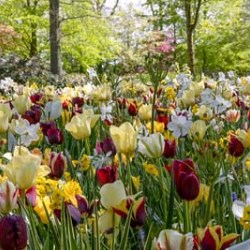 {{photo.Alt || photo.Description || 'Комбинация Wild Garden'}}