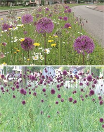 {{photo.Alt || photo.Description || 'Микс Butterfly mixture Alkmaar'}}