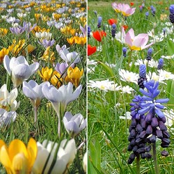 {{photo.Alt || photo.Description || 'Микс Bee mixture Breda'}}