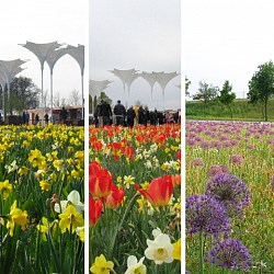 {{photo.Alt || photo.Description || 'Микс Floriade'}}