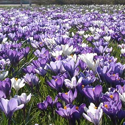 {{photo.Alt || photo.Description || 'Микс Haarlem'}}