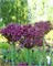 Лук декоративный atropurpureum 20260422