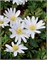 Ветреница blanda White Splendour 20260469