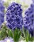 Гиацинт Double Blauw / Blue 20260020