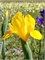 Ирис Golden Harvest 20260527