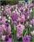 Комбинация Fragrant Surprise 20260649