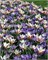 Комбинация Promise of Spring 20260674