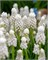 Мускари aucheri White Magic 20260547