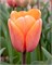Тюльпан Apricot Impression 20260146