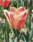 Тюльпан Apricot Foxx 20260071