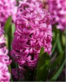 Гиацинт Pink Pearl 20260010
