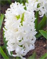 Гиацинт White Pearl 20260014